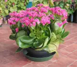Florist Kalanchoe FLOWERING PLANT(PINK)