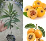 LOQUAT FRUIT PLANT