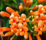 Flaming Trumpet plant
