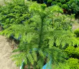 Araucaria Cunninghamii (orcriya cuki)