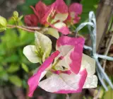 Thimma Peach Bougainvillea