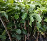 WHITE jamun fruit Plants