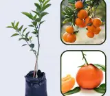 Fancy Navel Oranges Fruit Plant