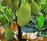 Thai_All_Time_Jack_Fruit_Dwarf_Varieties_Grafted_Plant