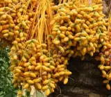 Barhi Variety Date Palm Live Plant – Premium Sweet Date Fruit Plant