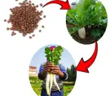 Radish Spring Glory seeds