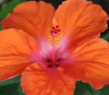 Austrilian hibiscus plant (ORRANGE)