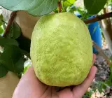 VNR Bihi Guava Grafted Fruit Plant – Premium Large Size Sweet Guava Live Plant