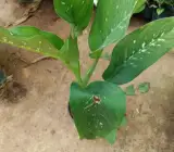 Variegated Peace Lily Domino Live Indoor Plant