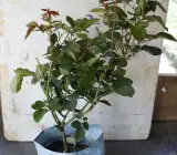 Abracadabra Rose Plant