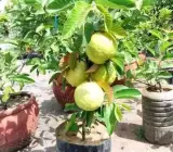 Thailand sweet Guava Plant