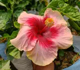 Australia hibiscus flowers plants(valintin)