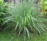 LEMON GRASS LIVE PLANT