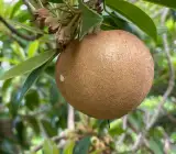 California sapota/ chikoo Fruit plant