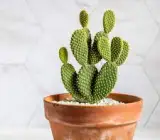 Bunny Ears Cactus(LIVE PLANT)