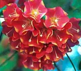 DOMBEYA FLOWERING PLANT(RED)