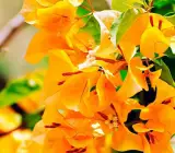 BOUGAINVILLEA FLOWERING PLANT(YELLOW)