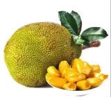Vietnam JackFruit ( Grafting ) Plant