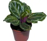 Calathea roseopicta plant