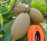 Mammi safeda Fruit Plant