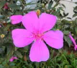 Tibouchina FLOWERING PLANT(PINK)