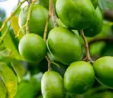 Hog Plum (Amra) Fruit Plant