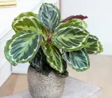 Calathea roseopicta plant