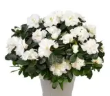 Azalea flowering plants(white)