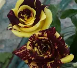Abracadabra Rose Grafting Plants