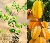Thai Sweet Star Fruit Plant – Premium Sweet Carambola Live Fruit Plant