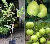 Thai 7 Guava-Fruit Plant