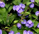 Jacquemontia flower plant