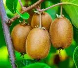 Hayward Kiwi Fruit Plant – Premium Female Kiwi Vine for Home Garden
