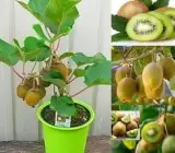 Hayward Kiwi Fruit Plant – Premium Female Kiwi Vine for Home Garden