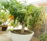 Thai All Time Mango _ Grafted and Hybrid Plants