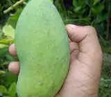 Thai All Time Mango-Grafting Fruit Plants