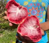 Miami Red Custard Apple Grafted Fruit Plant – Rare Exotic Annona Live Plant