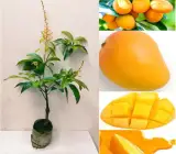 Vietnam All Time Mango (Sweet) (Grafted) plant