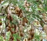 Sweet Tarmarek (Imali ) Fruit Plant