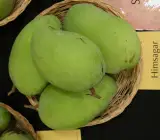 Himsagar Mango ( Grafting ) Fruit Plant