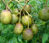 Hog Plum (Amra) Grafting Fruit Plant