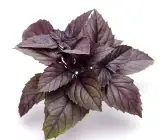 Radha Basil Plabt