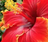 Austrilian hibiscus plant (YELLOW AND RED SHADED)
