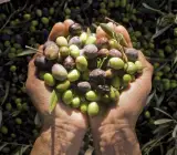 Olive Fruit plant