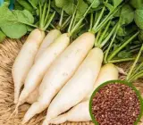 Radish Spring Glory seeds