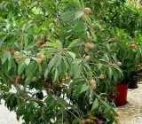 Kalapati Chiku (Saphota) Grafting Fruit Plant
