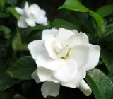 Scenled Tagor Flower Plant