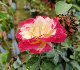 Hybrid Double-delight Rose plant