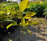 All Time Red Jack-fruit Grafting Plants