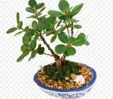 Chinna Bot plant